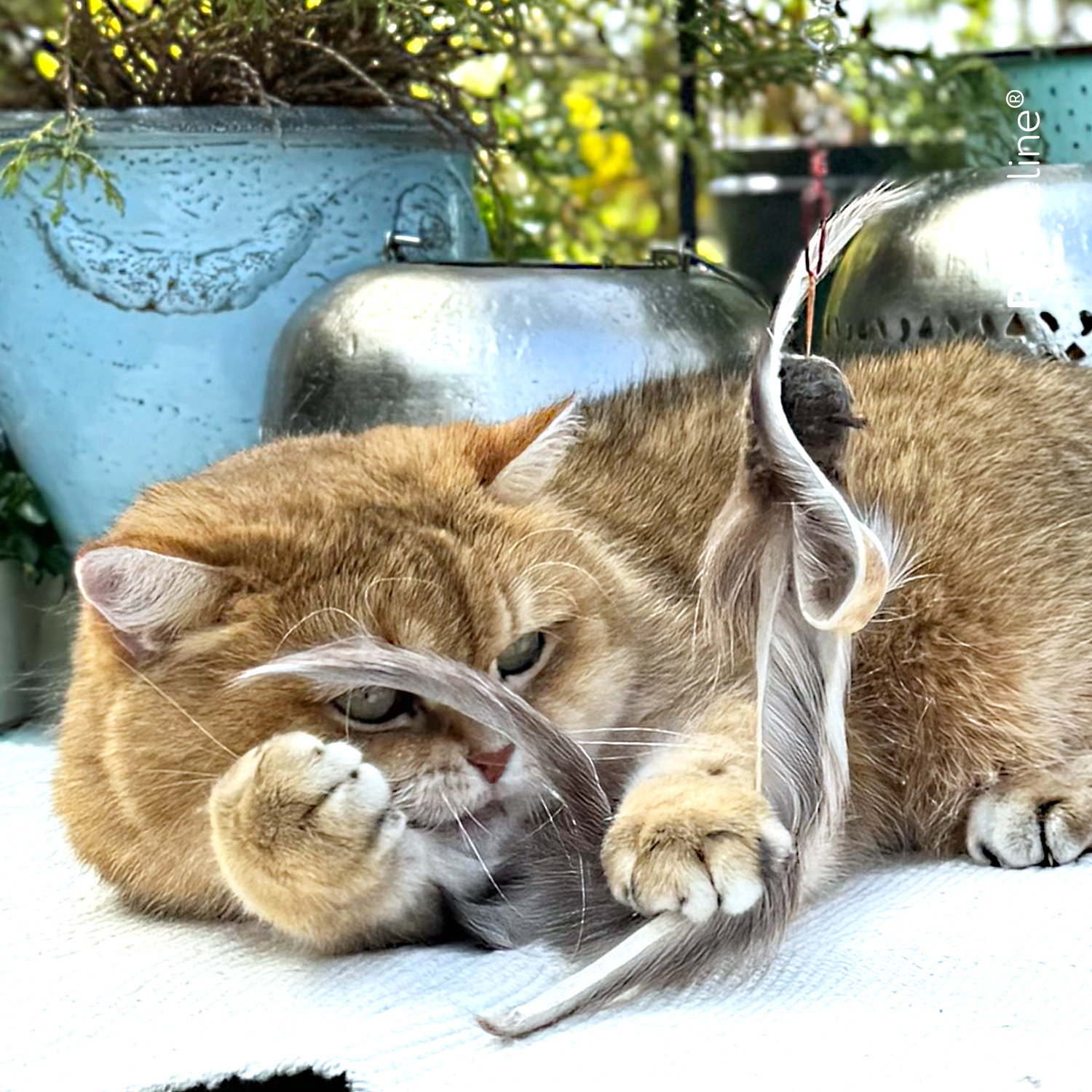 Fur Shaglet Refill / Anhänger Katzenshop für Katzenspielzeug Fur Shaglet