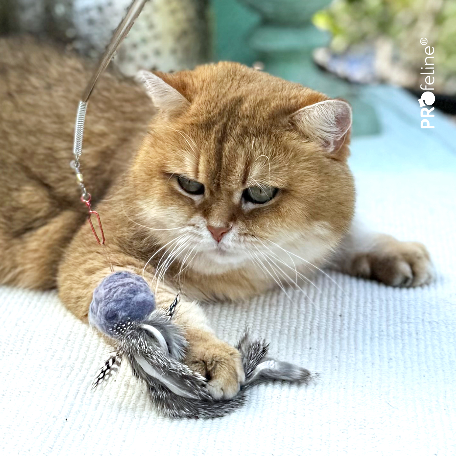 Naturspielzeug für Katzen WiggleFur