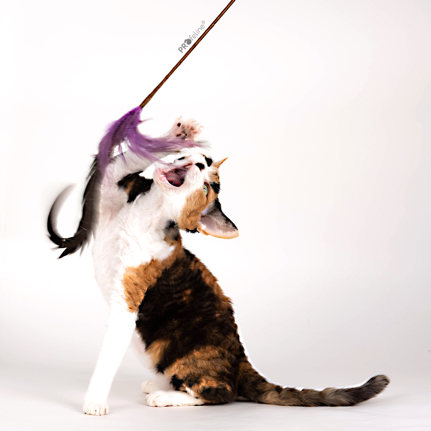 Whisper Rooster Teaser / Katzen Federstab Katzenspielstab der Katzen begeistert