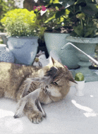 Fur Shaglet an Katzenangel