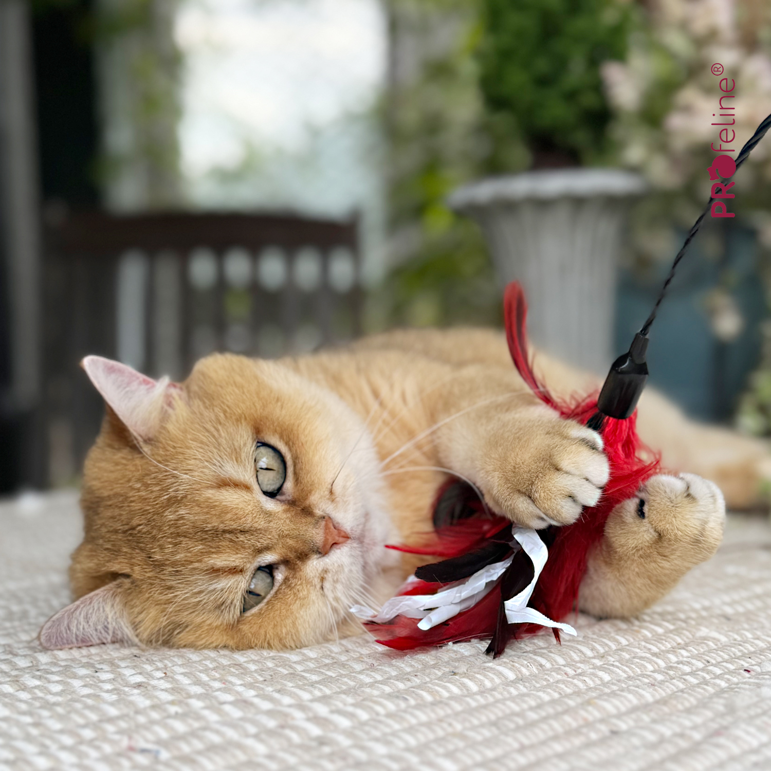 Profeline - Cat Dangler - Crinkle Dancer Katzen Federstab Crinkle Dancer