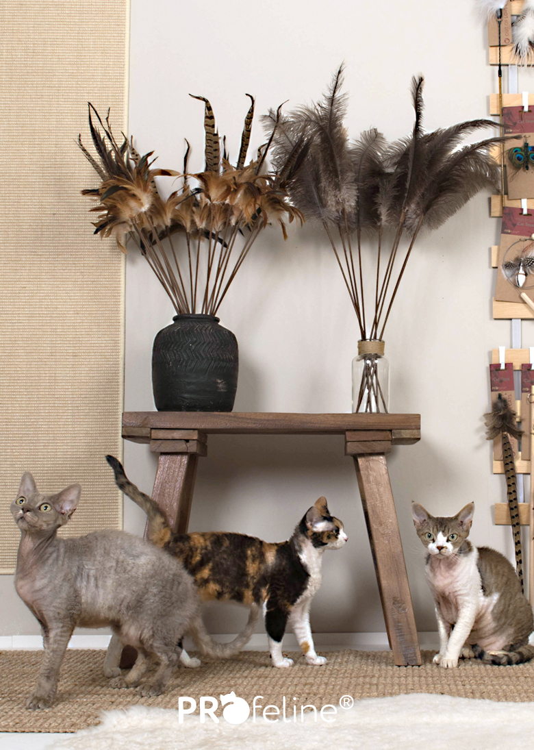 Katzen Federwedel große Auswahl