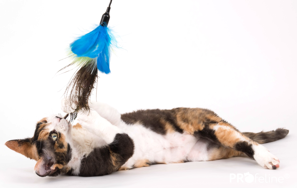 Federwedel-peacock-feathers