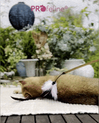 Cat Teaser Rooster Dancer Katzen Federwedel Shop