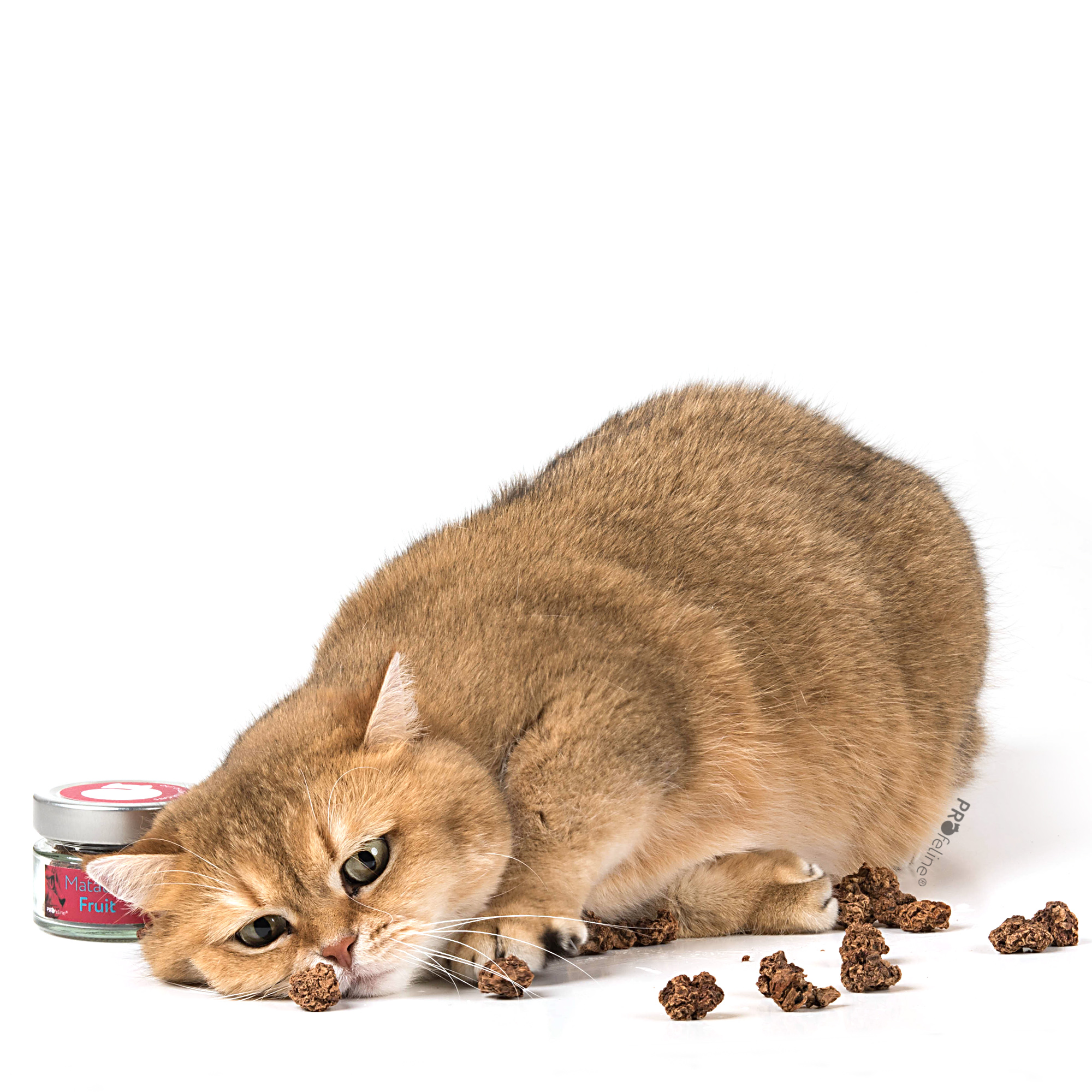 cat-toy-matatabi-fruit