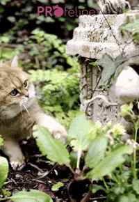 Profeline - Nibbles the WoolMouse Refill Katzenspielzeug Maus aus Wolle