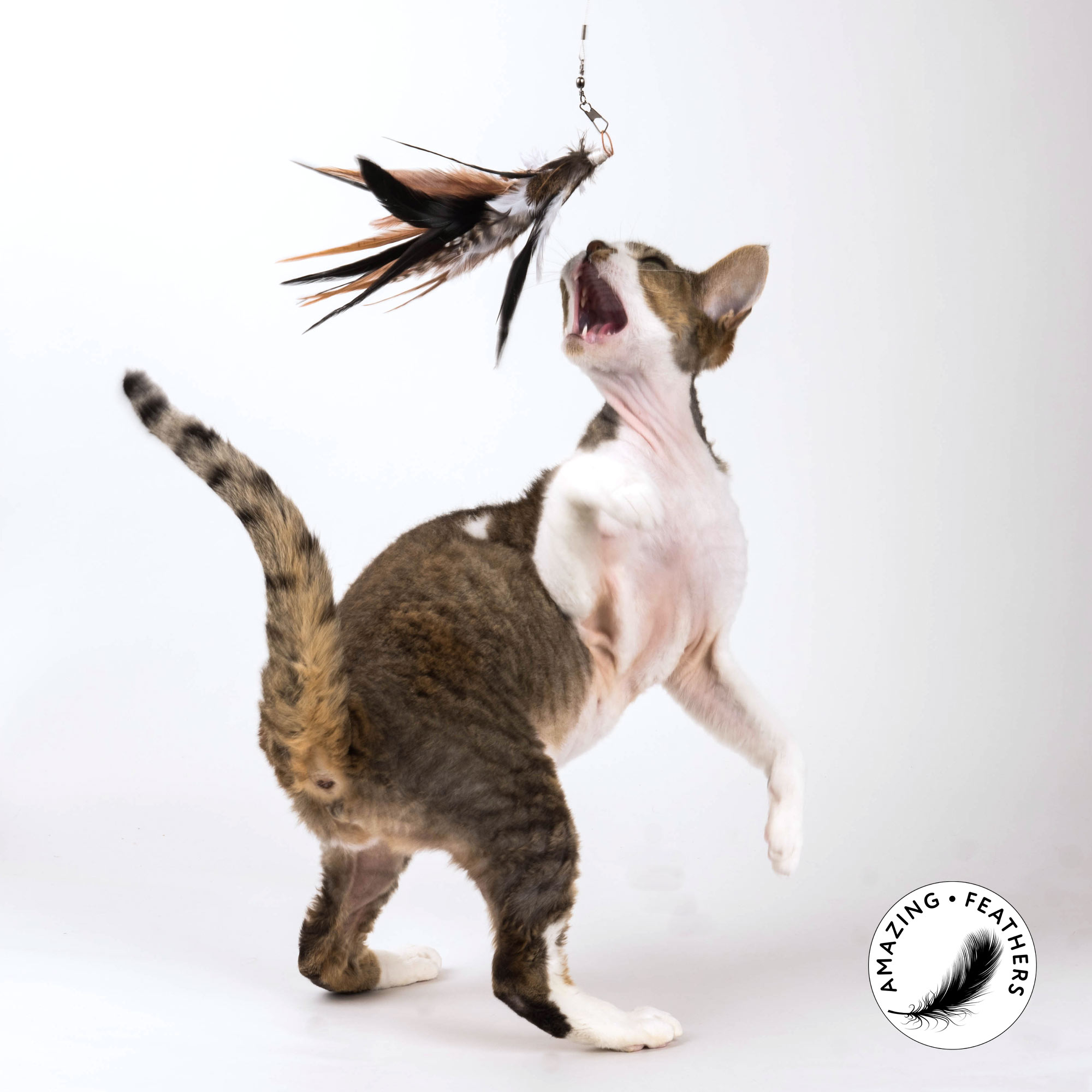cat-toy-jungle-feathers-SP194JU-katze5e9f0d7b669eb Profeline - Jungle Feathers Refill / Anhänger
