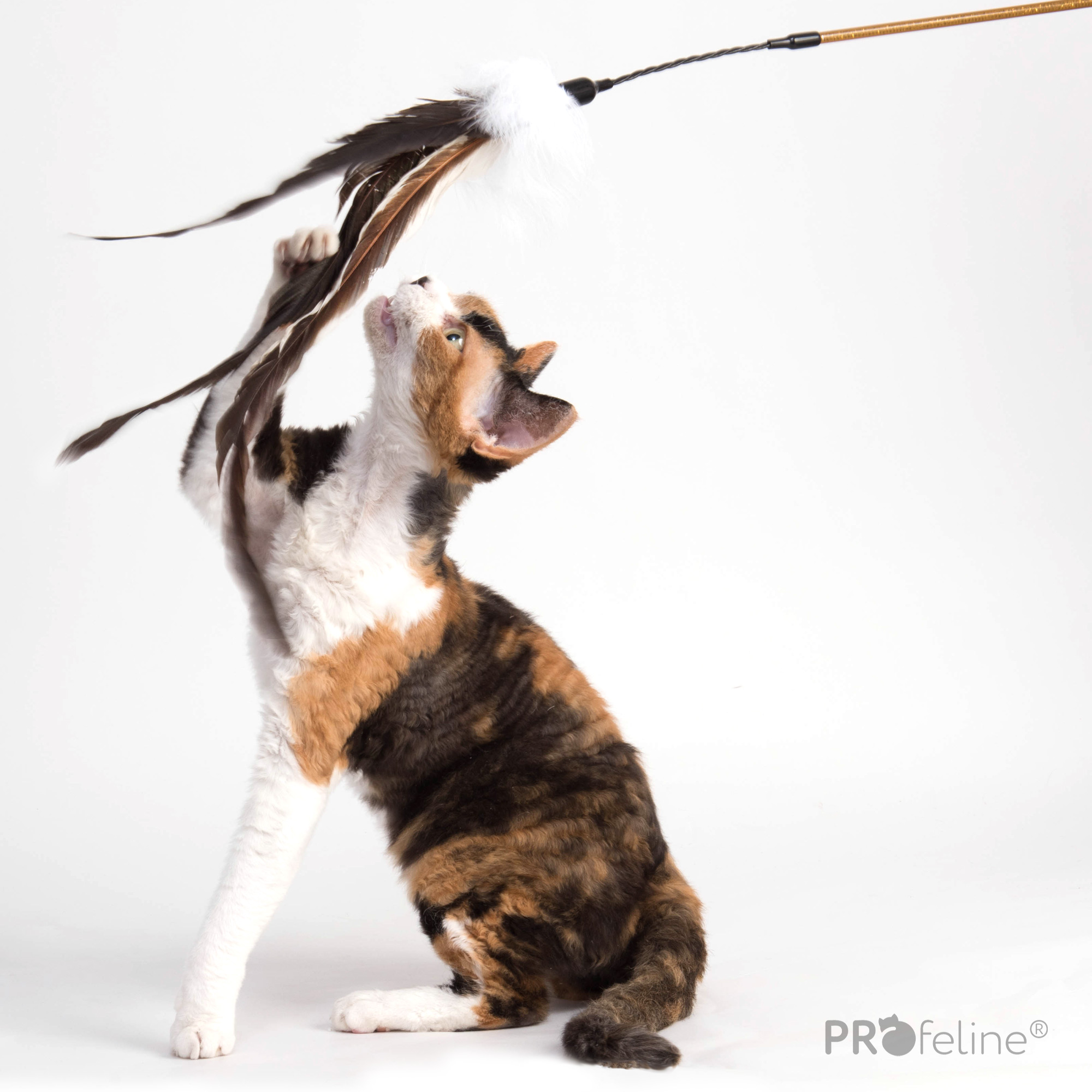 Cat Teaser Rooster Dancer Katzen Federwedel besondere Federn