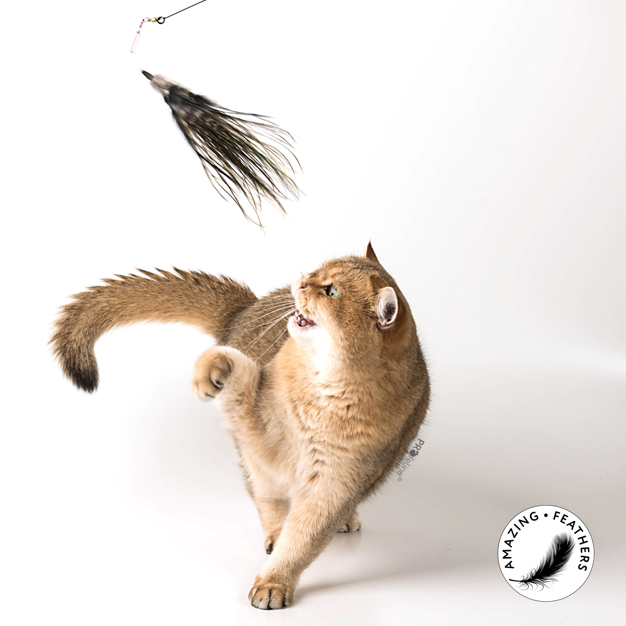 cat-toy-tiger-cat-new Profeline - Tiger Refill / Anhänger