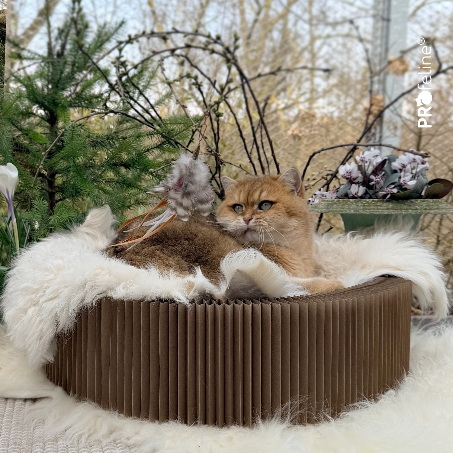 Katzenshop für das Besondere