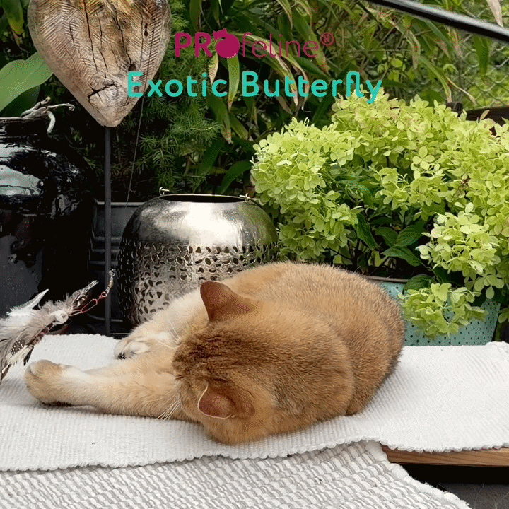 Exotic Butterfly Refill / Anhänger