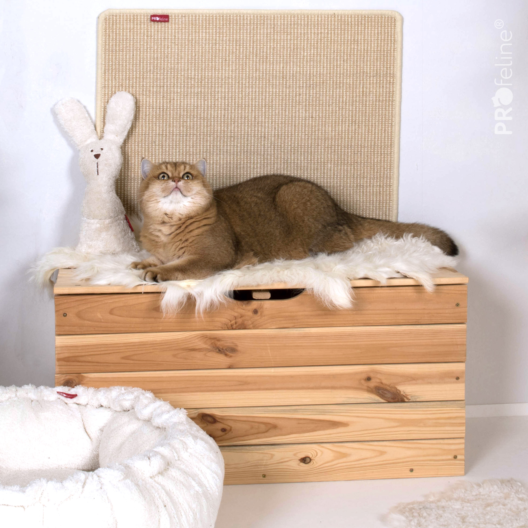 Katzenzimmer einrichten