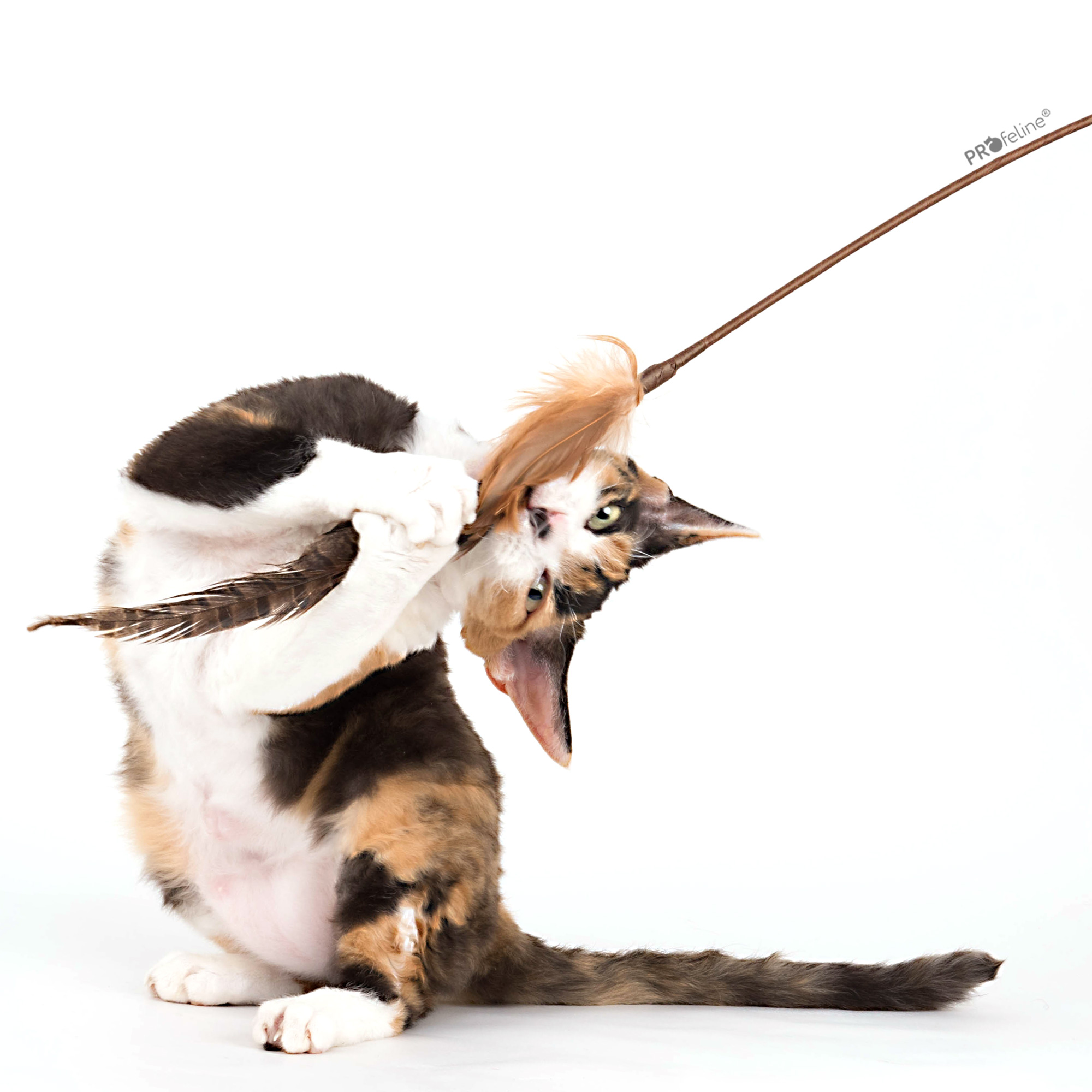 cat-teaser-pheasant-federwedel