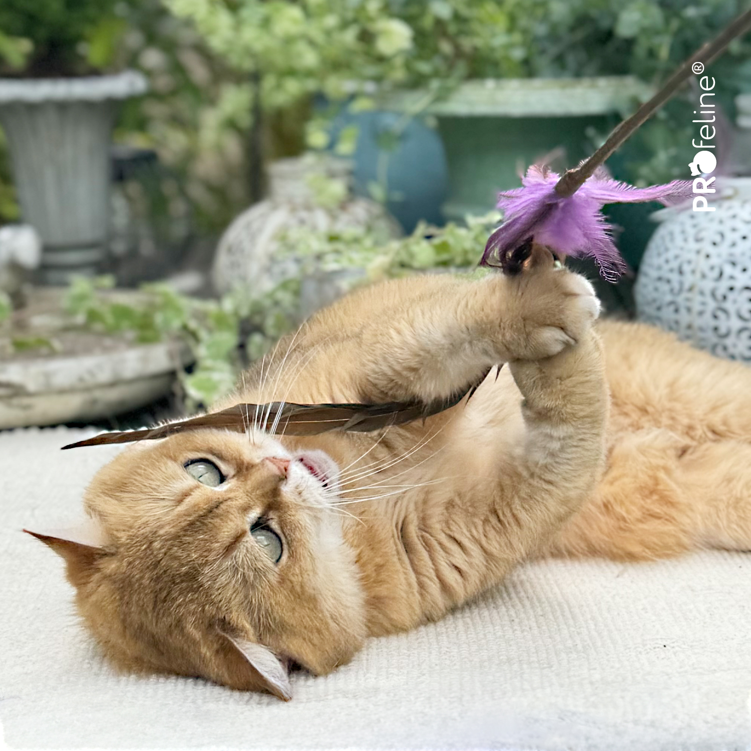 Whisper Rooster Teaser / Katzen Federstab Katzenspielzeug Federstab beliebt