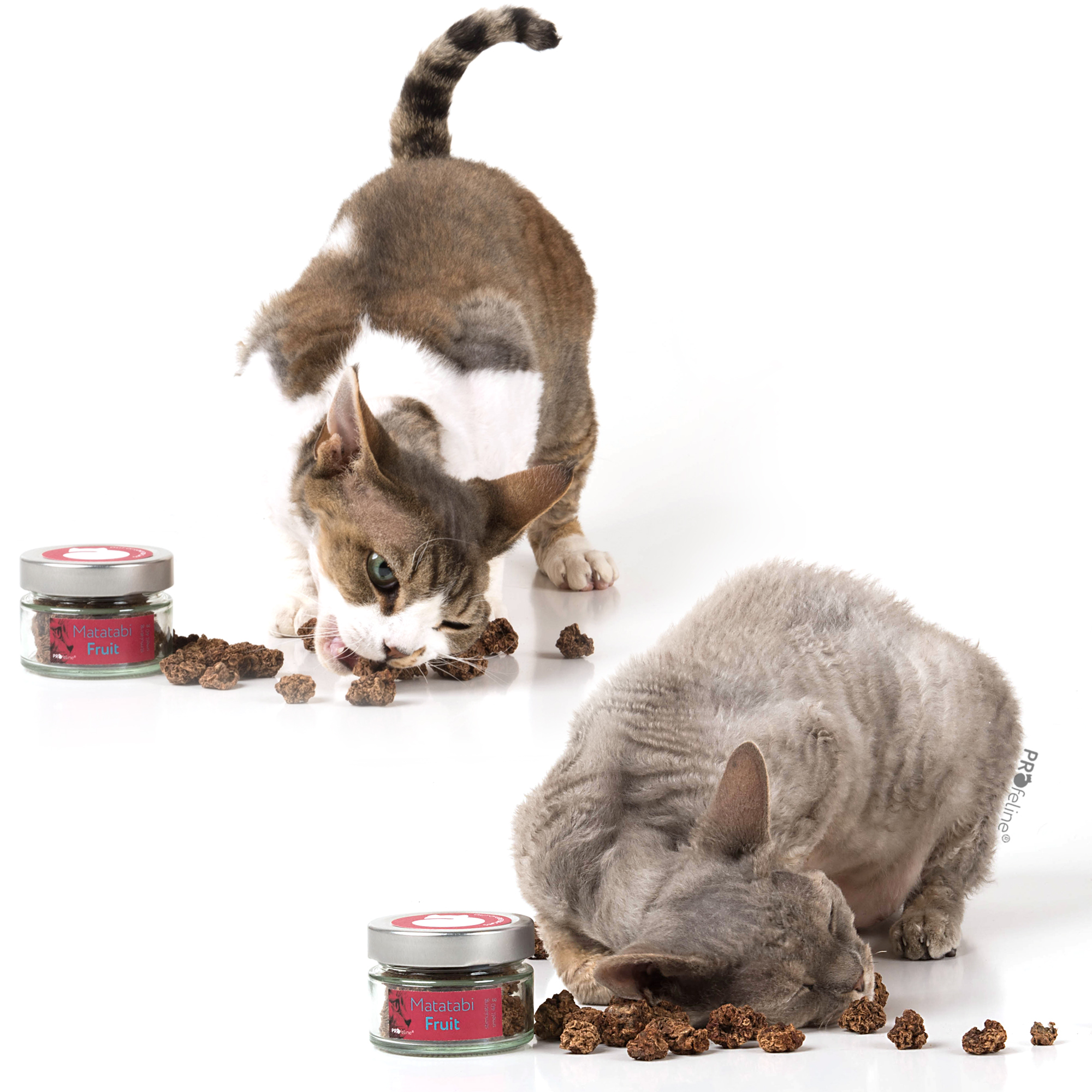 cat-fun-matatabi-fruit