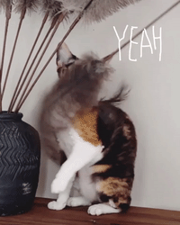 Federwedel / Cat Teaser Ostrich Feathers Katzen Federwedel Ostrich