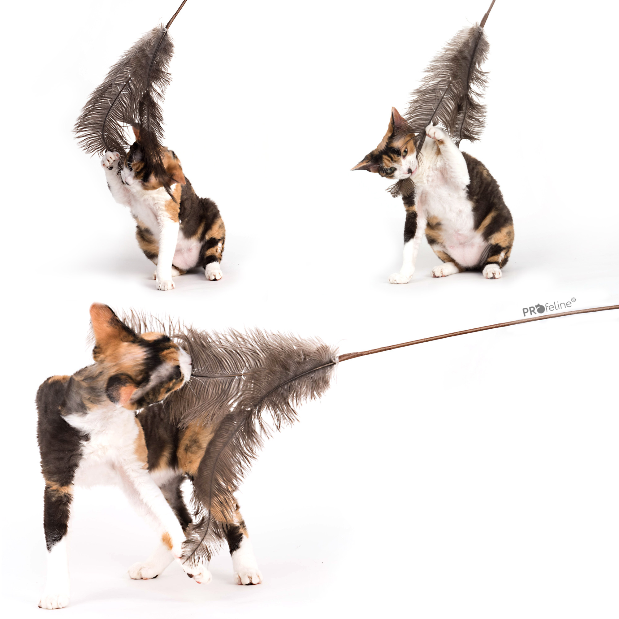 Katzenwedel natürliche federn