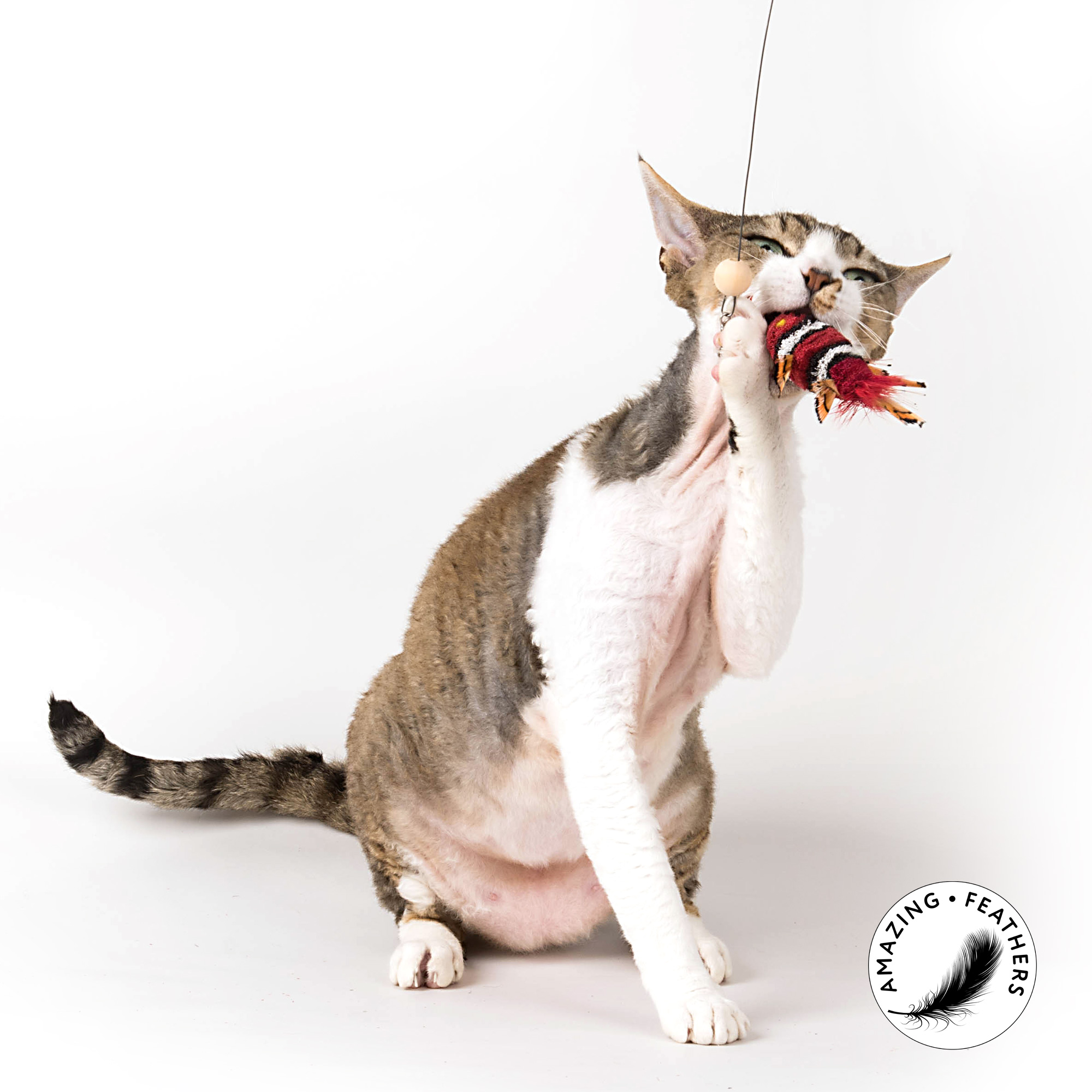 cat-toy-flying-fish-doppelpack-red Profeline - Special Edition in RED - Refills