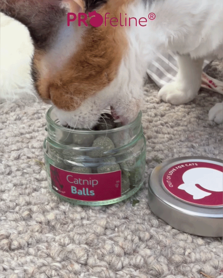Catnip Balls / Katzenminze Bälle