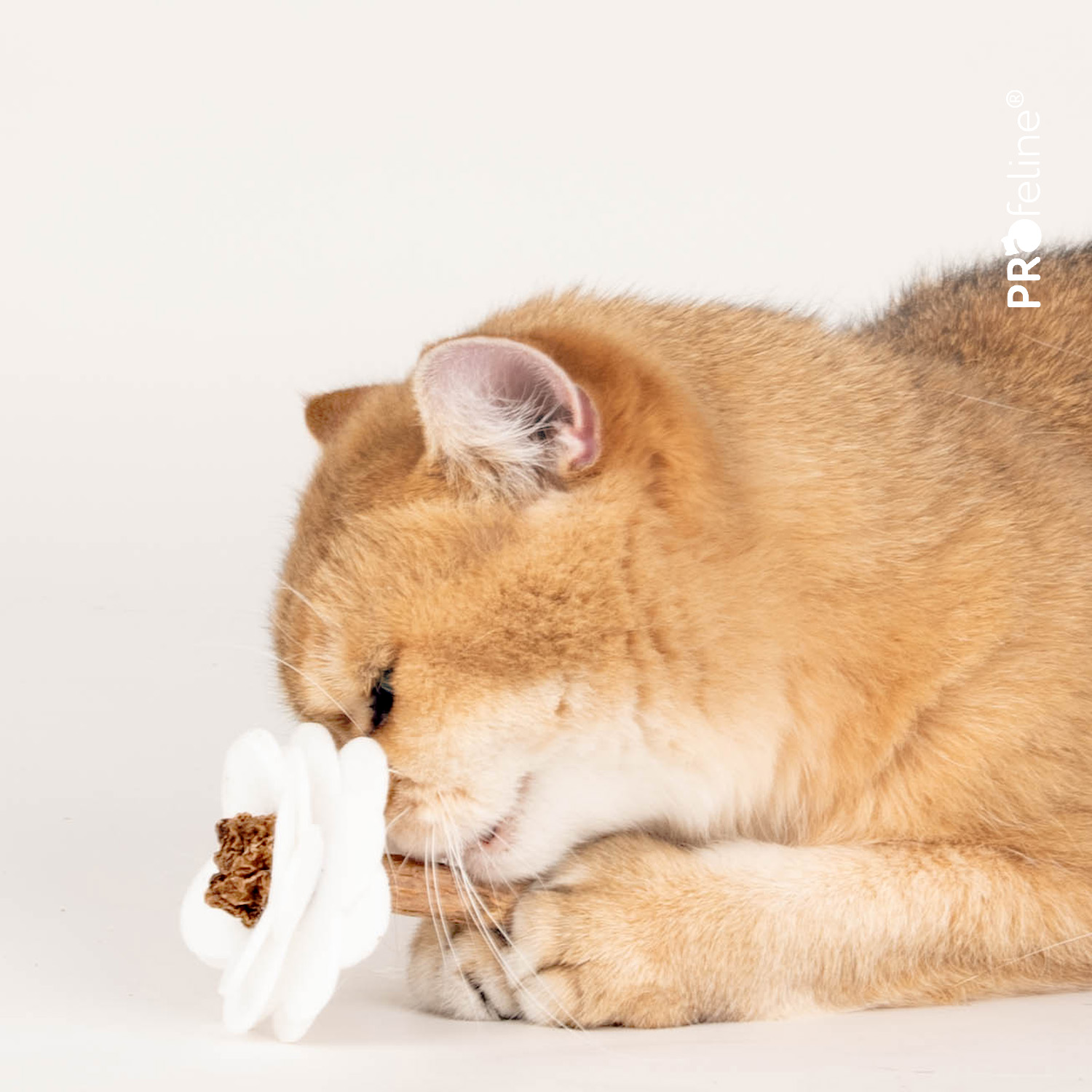 Silvervine Gall Fruit Flower – Cat Toy