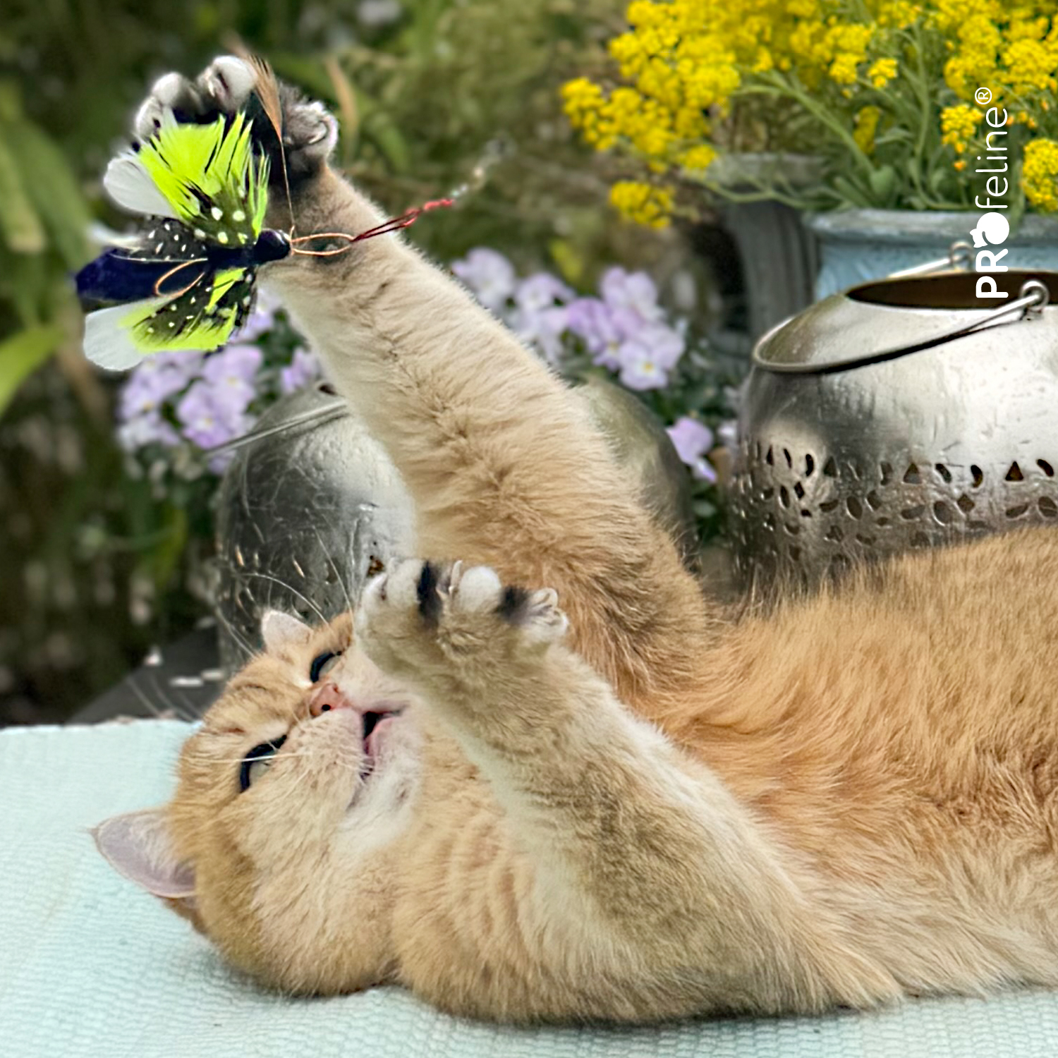 Katzenspielzeug Schmetterling für Katzenangel 