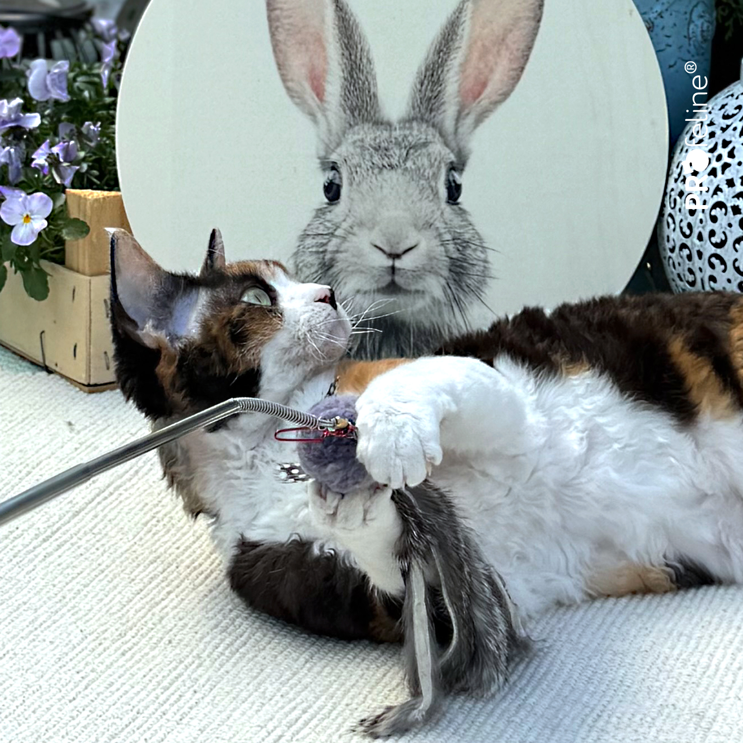 WiggleFur Refill / Anhänger Katzenshop für Katzengeschenke