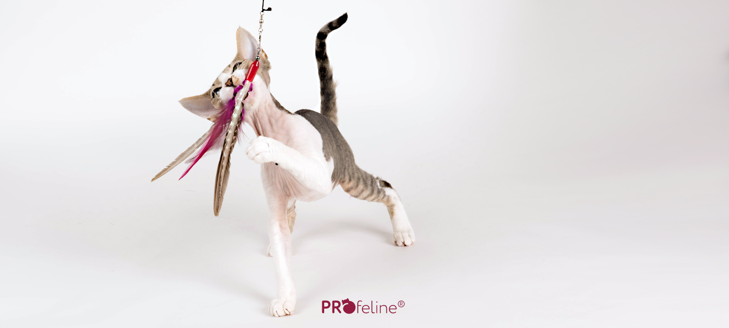 Katzenangel Da Bird Ersatzfeder lieferbar