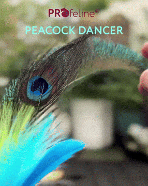 Cat Teaser Peacock Dancer Schillernder Peacock Federwedel für Katzen
