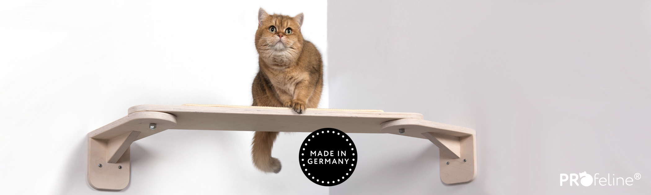 Katzen Catwalk über Eck