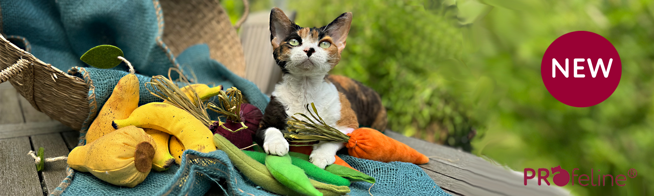 Katzenspielzeug USA DreamCat Kartzenminze aus Kanada