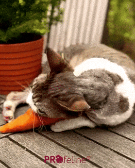 DreamCat - Carrot Catnip Cattoy Carrot