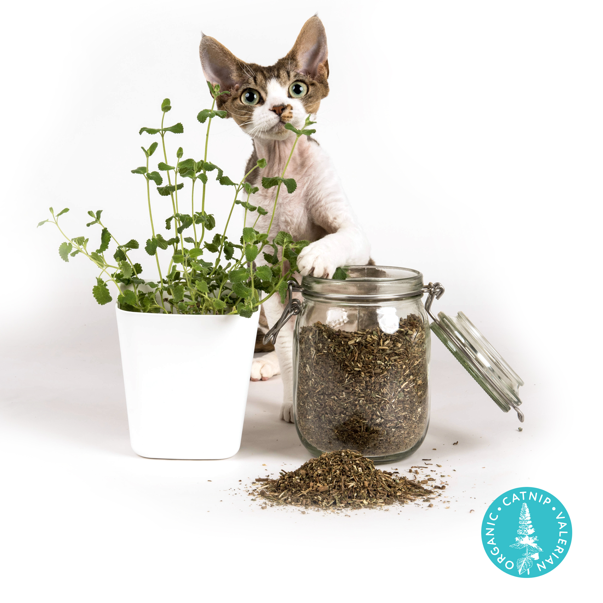 Katzenminze Mischung