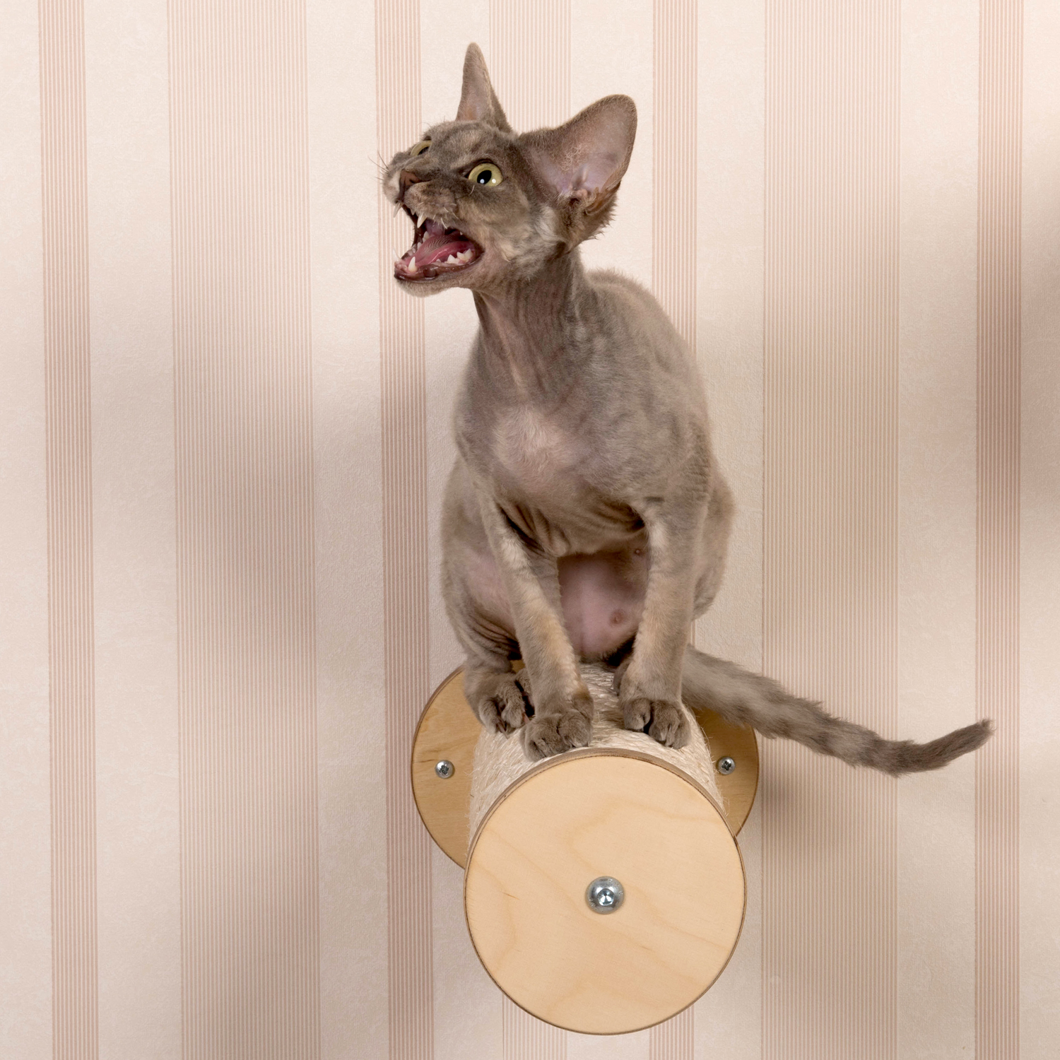 Katzen Kletterstufe Katze