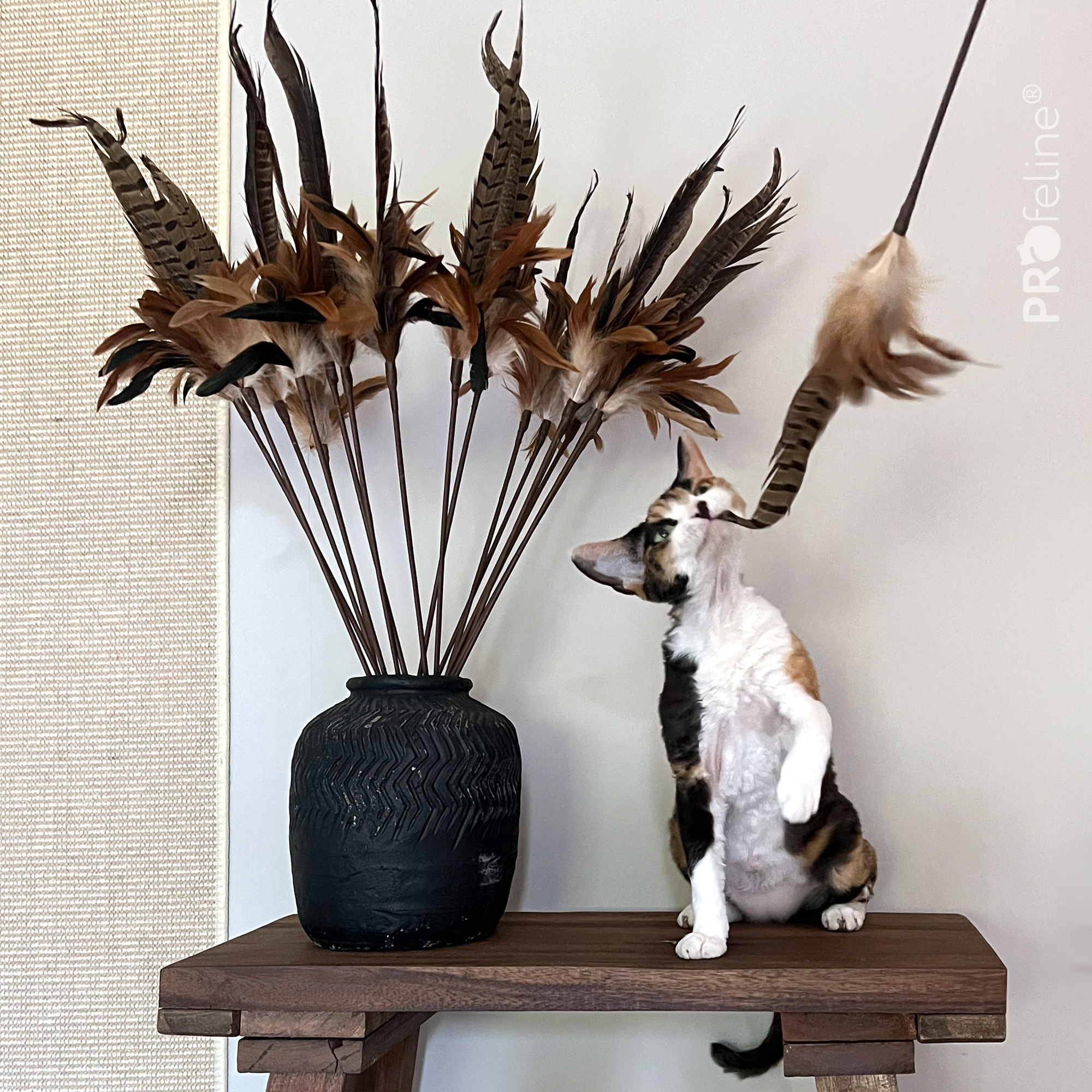 Katzen Federwedel beliebt