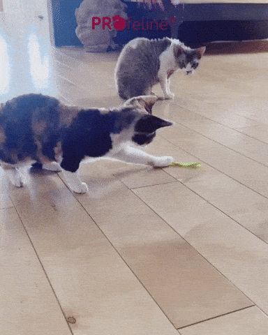 Profeline - Kitty Boink Cat Toy Kitty Boinke Cat Toy