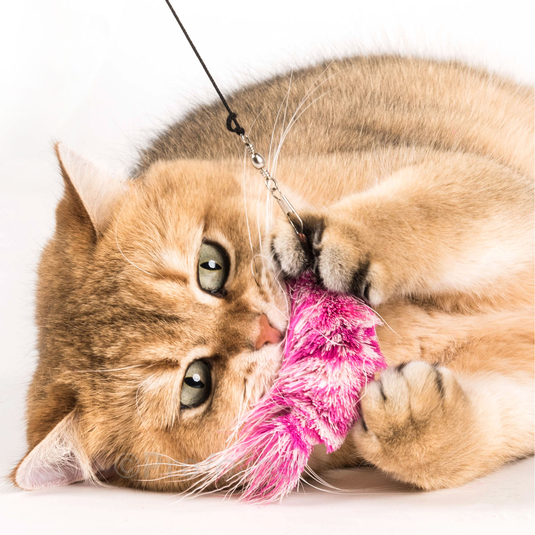 Ersatzanhänger Katzenangel  Shrimp