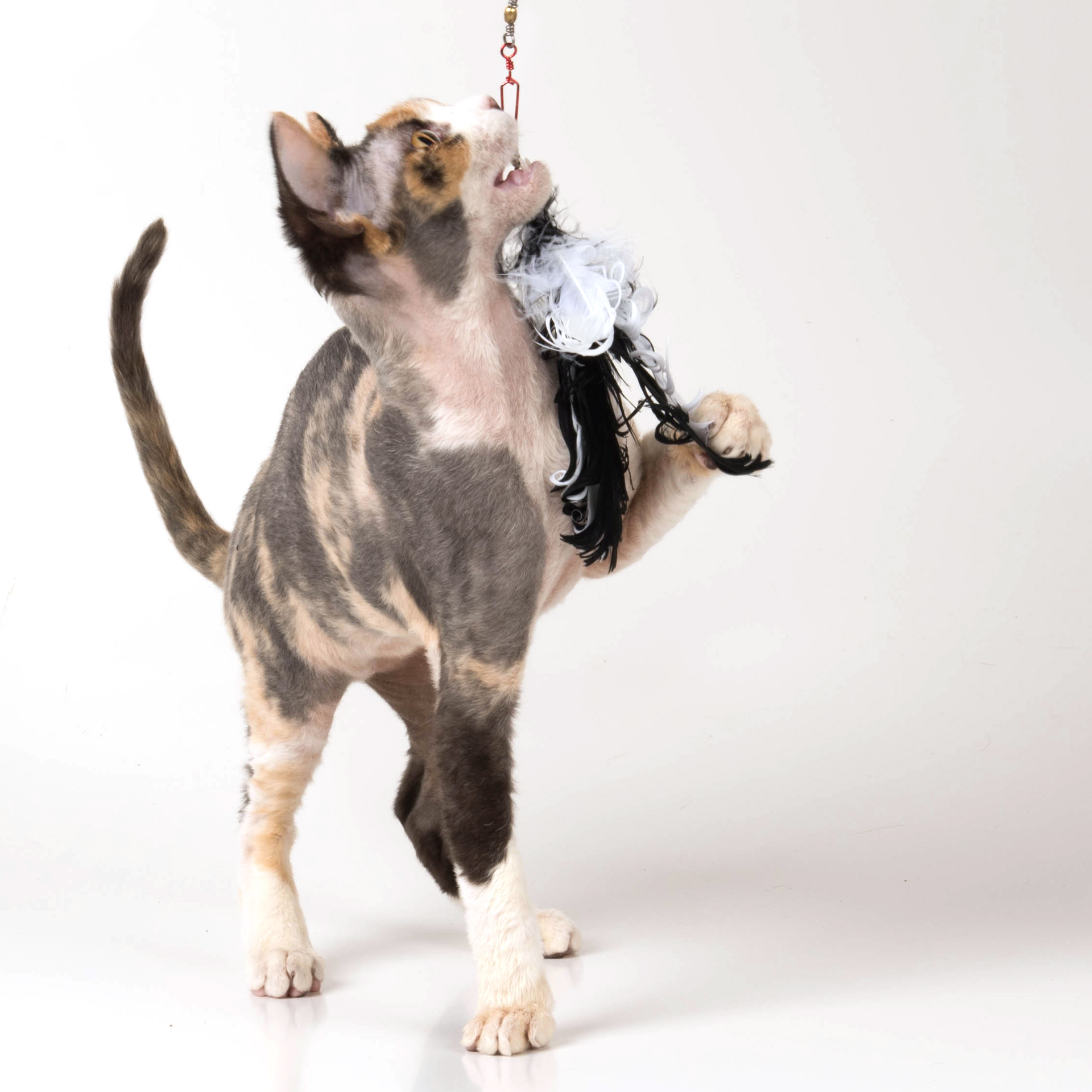 Katzenspielzeug Federanhänger
