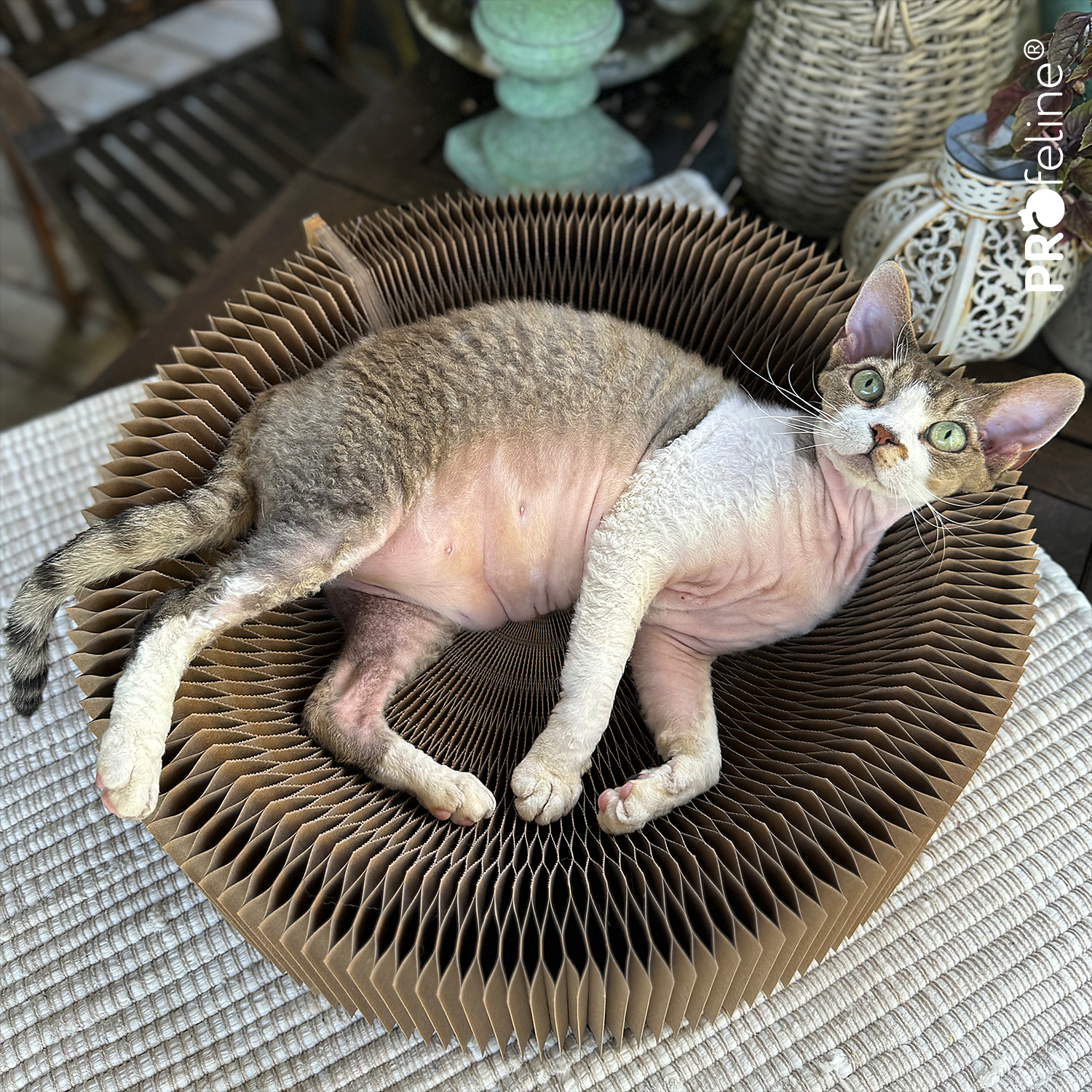 Katzenbett Wellpappe Sommer Cat Bed Accordeon