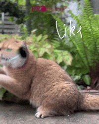 Mystic Beetle Refill / Anhänger Happy Cat with Bug