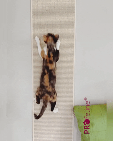 Wall - Climbing Carpet / Wand Kletterteppich 180 x 33 cm Katzen Wandkletterteppich