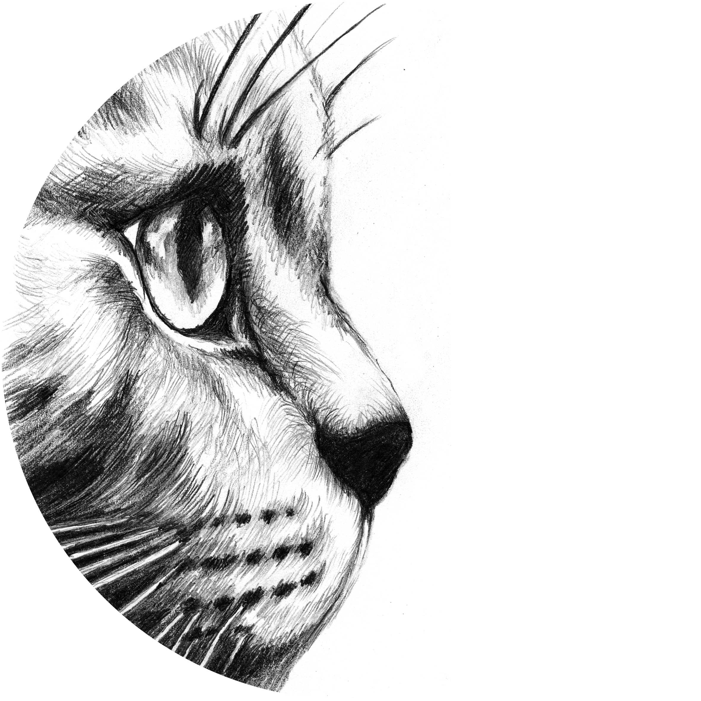 Passionour passion for cats