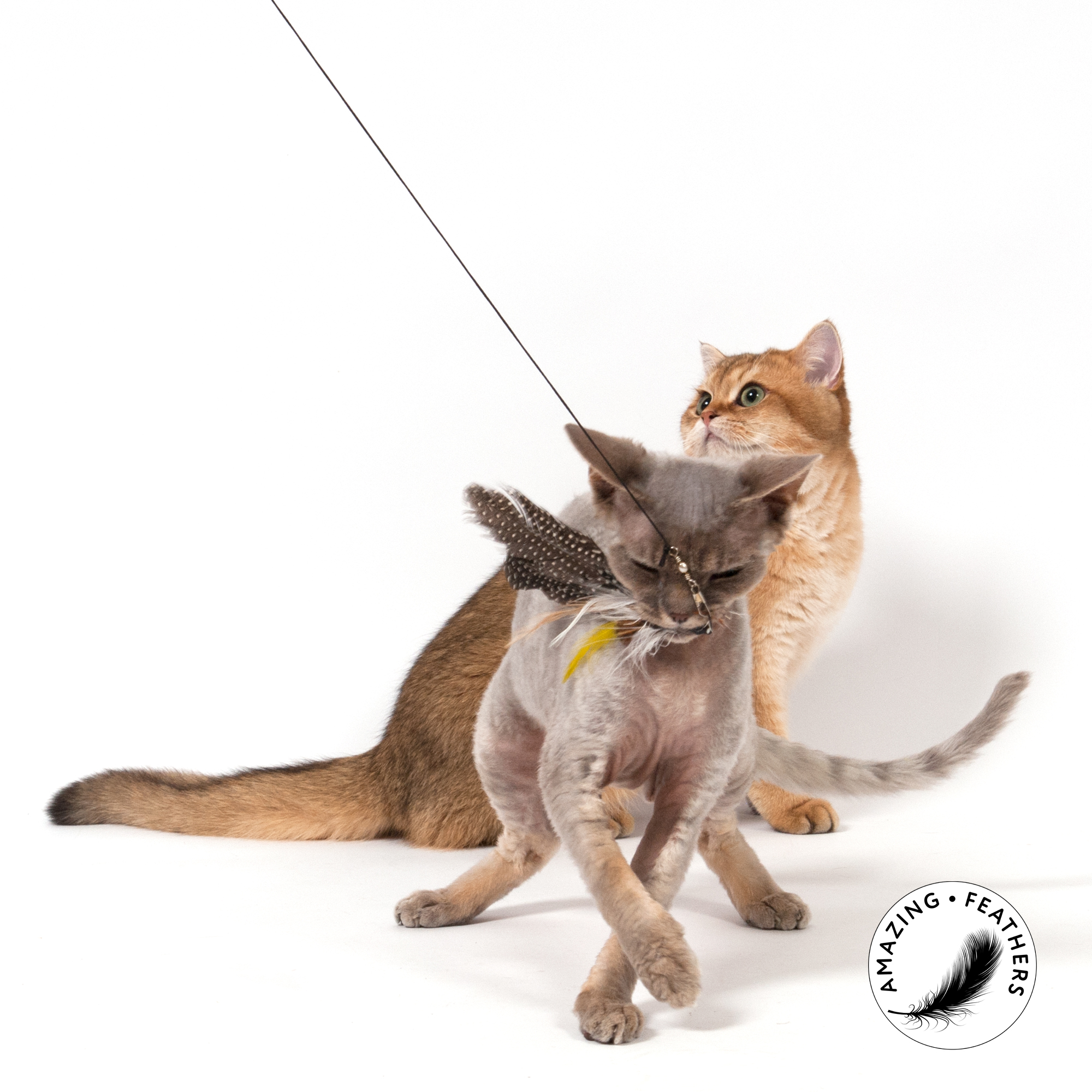 cat-toys-pepita-refill-SP192PE-katze-1