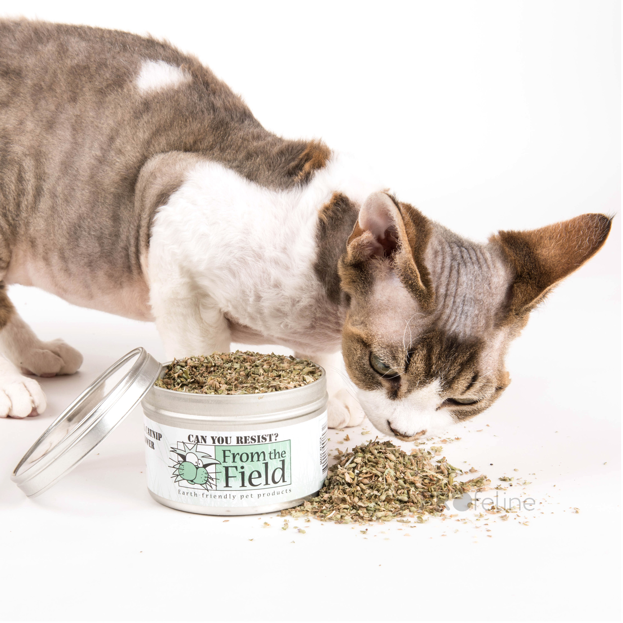 From The Field - Catnip Leaf & Flowers Katzenminze hochwertig