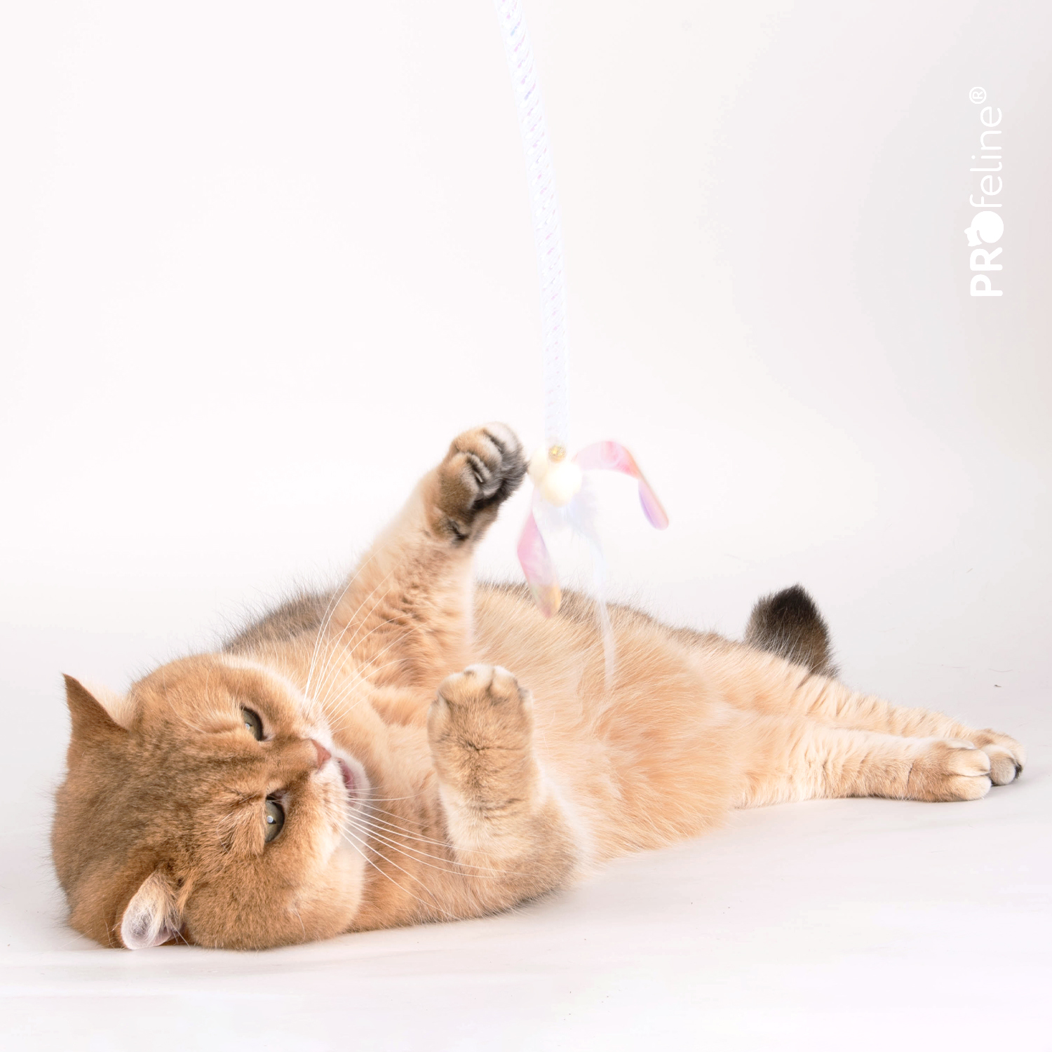 Katzenspielzeug Frozen Flutter