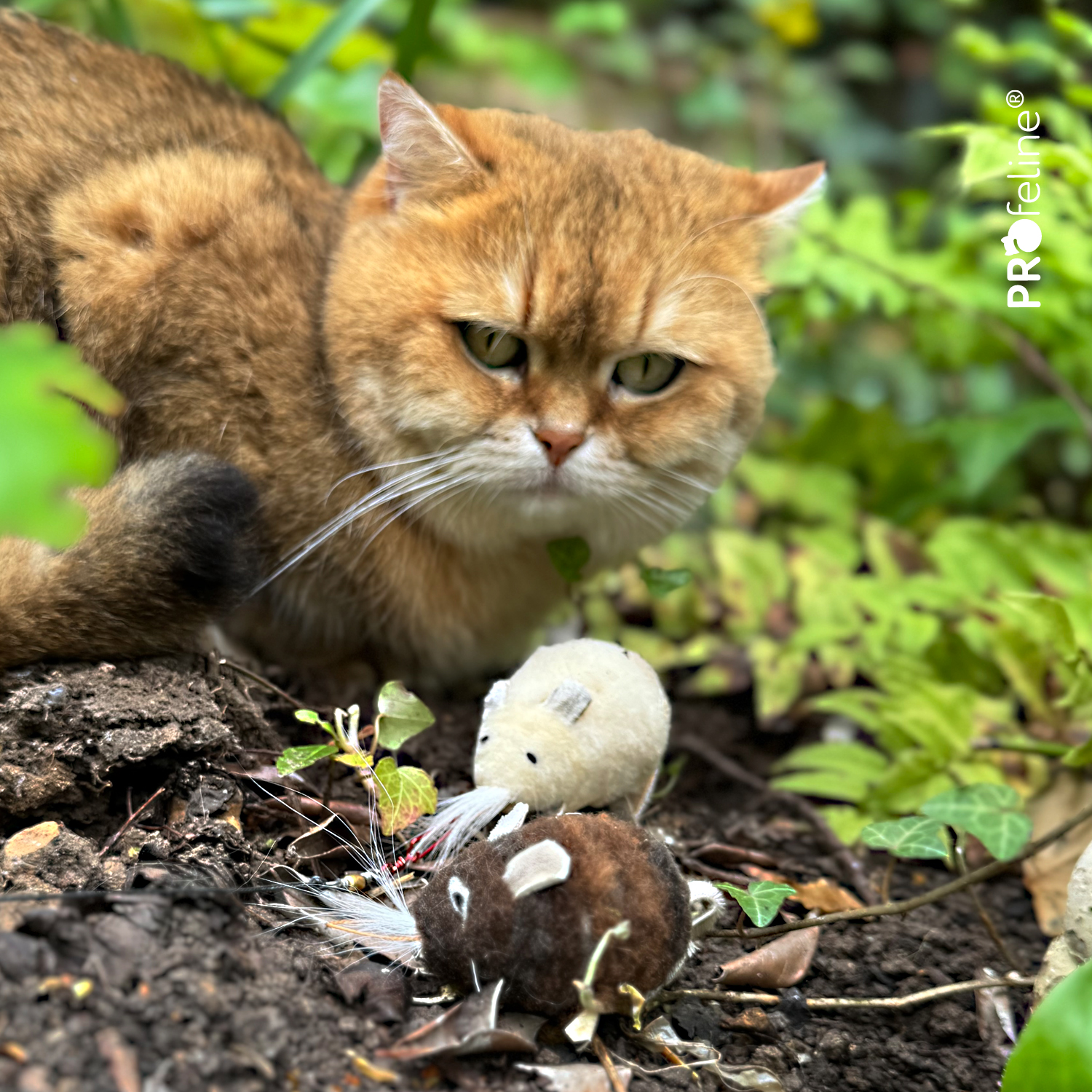 Katzenspielzeug Mäuse aus Wolle für Katzenspielzeug