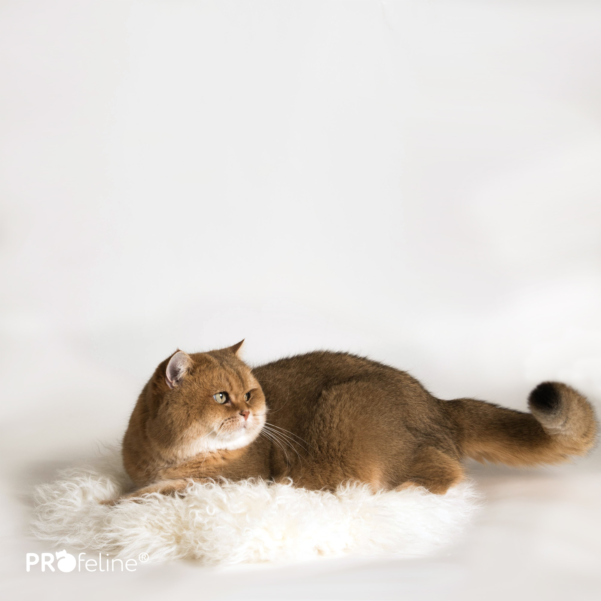 island lammfell ursprungsform