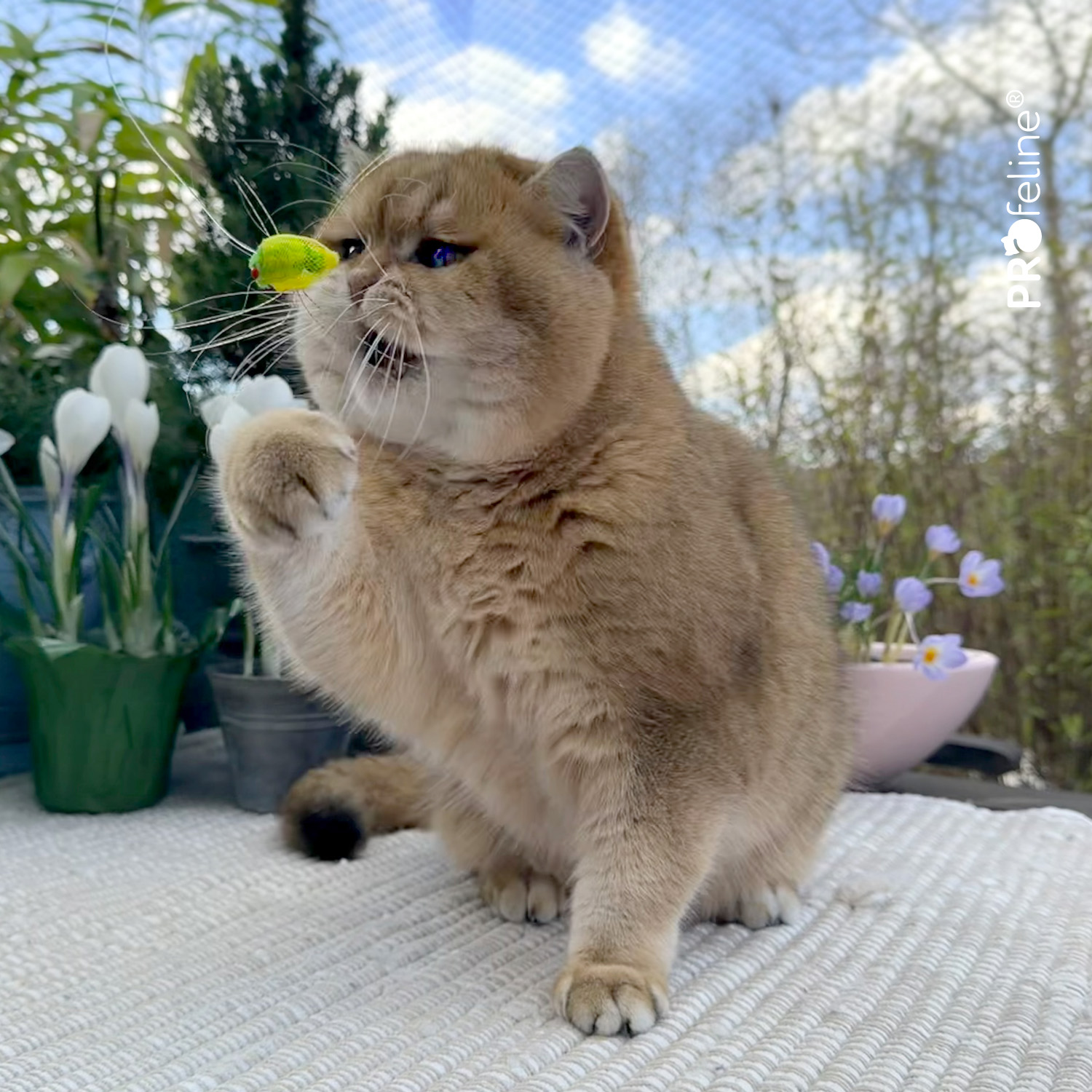 Katzenspielzeug Insekt für Katzenangel