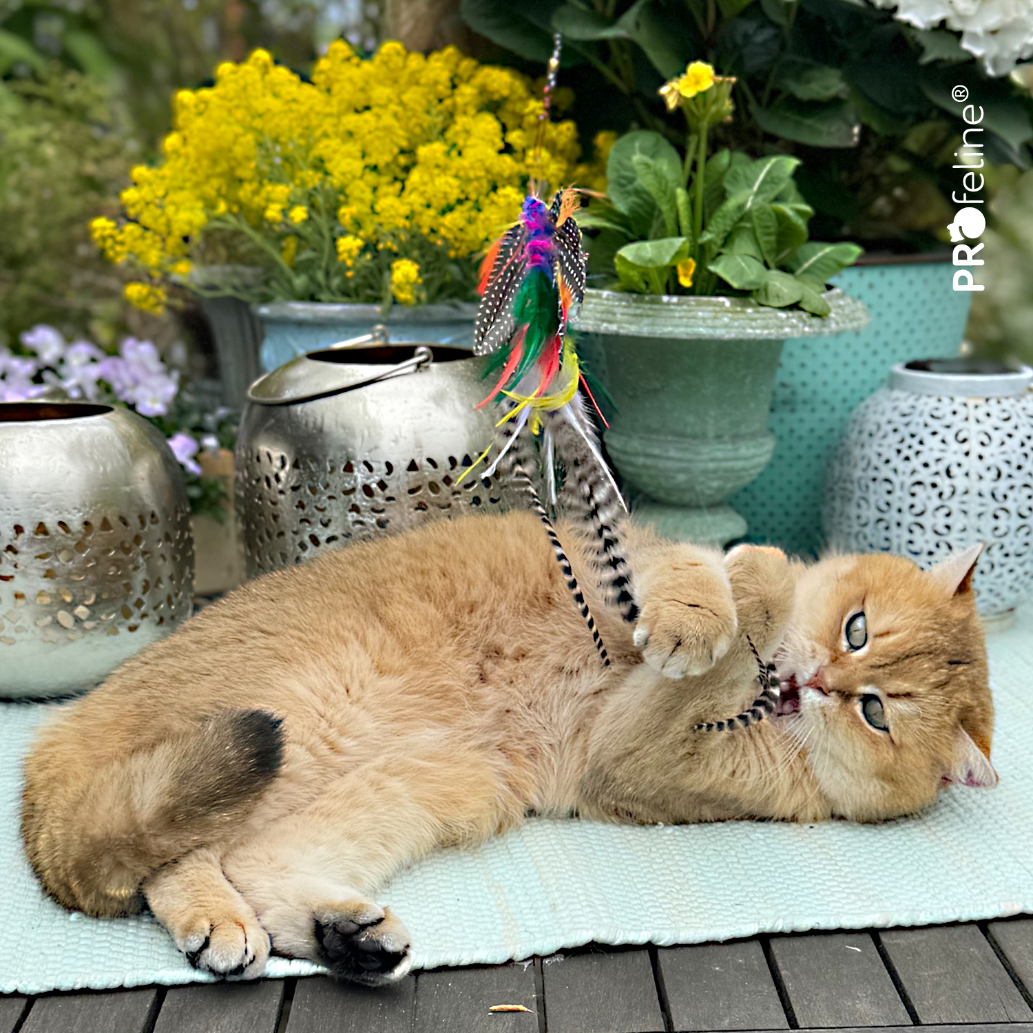 Katzenspielzeug aus Federn Papillon Brazil