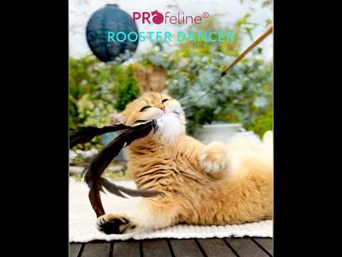 Cat Teaser Rooster Dancer