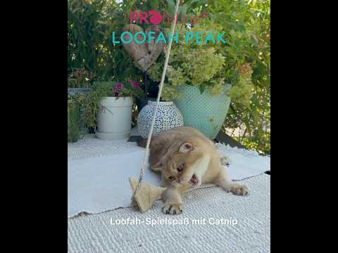 Loofah Peak - Catnip Dental Toy